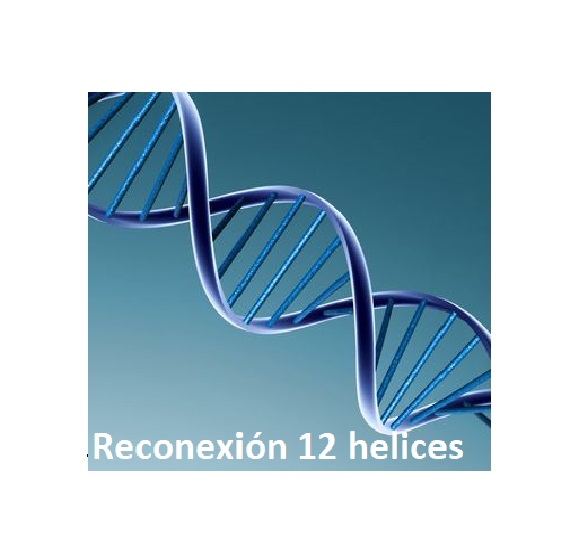 molecula_adn1